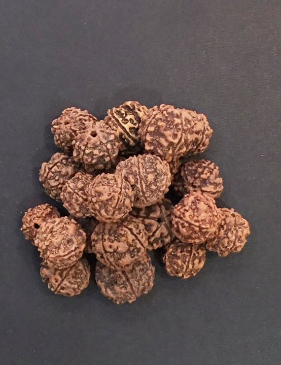 5 Mukhi Nepali Rudraksha 100 pcs